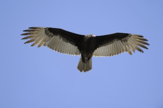 Turkey vulture (Cathartes aura), flying, Everglades National Park, Florida, USA, North America