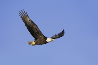 Bald eagle (Haliaeetus leucocephalus) flying, Everglades National Park, Florida, USA, North America