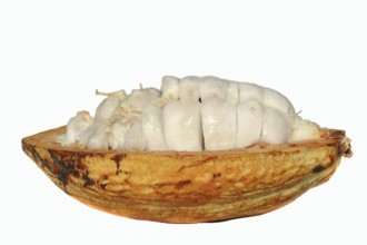 Cocoa tree (Theobroma cacao), halved cocoa fruit with pulp