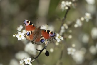 Peacock (Aglais io) butterfly feeding on a Blackthorn bush flower on a hedgerow in the springtime,