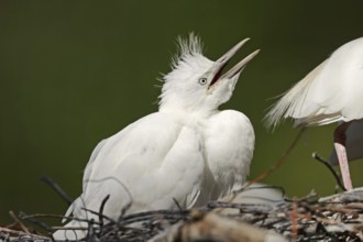 Cattle egret (Bubulcus ibis), young bird in nest, Camargue, France, Europe