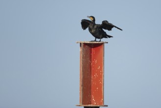 Great cormorant (Phalacrocorax carbo) adult bird drying its wings on a metal post, Norfolk,