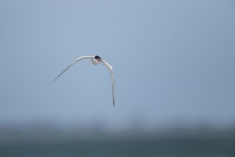 Common tern (Sterna hirundo) adult bird in flight with a fish in its beak, Suffolk, England, United