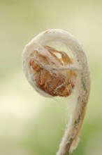 Cinnamon fern (Osmundastrum cinnamomeum, Osmunda cinnamomea), leaf emergence in spring, ornamental