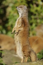 Yellow mongoose (Cynictis penicillata), captive, occurrence in Africa