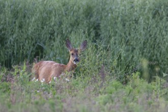 Roe deer (Capreolus capreolus) juvenile female fawn on the edge of a summer oat field, Suffolk,