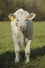 Charolais cattle (Bos primigenius taurus), calf on a pasture, North Rhine-Westphalia, Germany,