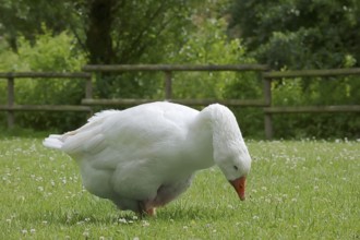 Emden goose or Emden goose (Anser anser forma domestica), free-range domestic goose, North