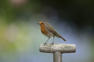 European robin (Erithacus rubecula) adult bird on a garden fork handle, Suffolk, England, United