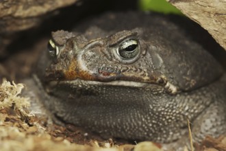 Aga toad or giant toad (Rhinella marina, Bufo marinus), captive, occurrence in South America