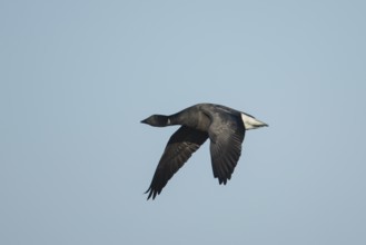 Brent goose (Branta bernicla) adult bird in flight, England, United Kingdom, Europe