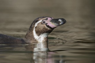 Humboldt penguin (Spheniscus humboldti), swimming, captive, occurring in South America