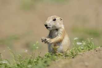 Black-tailed prairie dog (Cynomys ludovicianus), juvenile, captive, occurrence in North America