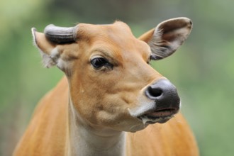 Tembadau (Bos javanicus), female, portrait, captive, occurrence in Southeast Asia