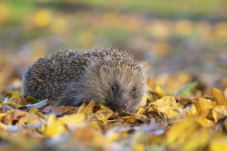 European hedgehog (Erinaceus europaeus) adult animal walking across fallen autumn leaves on a