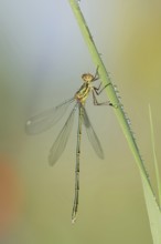 Willow emerald damselfly (Chalcolestes viridis), male, North Rhine-Westphalia, Germany, Europe