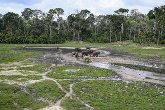 African forest elephants (Loxodonta cyclotis) in the Dzanga Bai forest clearing, Dzanga-Ndoki