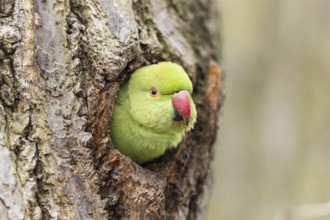 Rose-ringed parakeet (Psittacula krameri) looking out of its breeding den, wildlife, Germany,