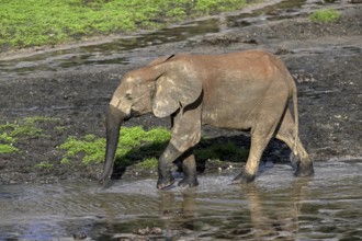 African forest elephant (Loxodonta cyclotis) in the Dzanga Bai forest clearing, Dzanga-Ndoki