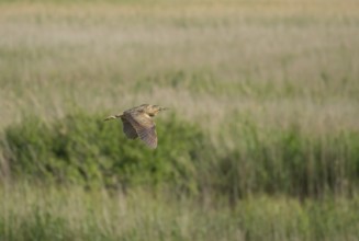 Eurasian bittern (Botaurus stellaris) adult bird in flight over a reedbed, Suffolk, England, United