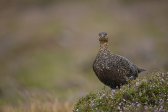 Red grouse (Lagopus lagopus scotica) adult female bird stood on flowering heather on a moorland in