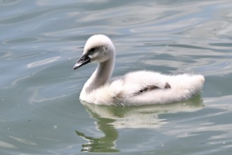 Mute Swan Chicks, Cygnus olor