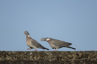 Wood pigeon (Columba palumbus) two adult birds with one chasing the other during their courtship