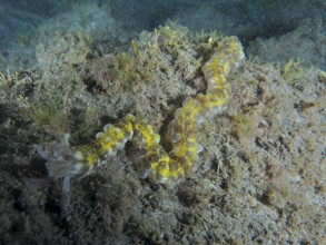 A snake sea cucumber (Euapta lappa), sea cucumber, crawls over the sandy seabed, surrounded by