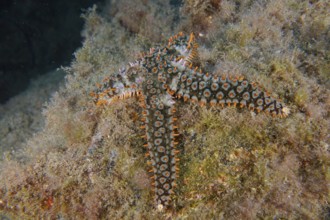 White starfish (Coscinasterias tenuispina) resting on an algae-covered substrate. Dive site Cueva