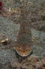 A brown-patterned diamond lizardfish (Synodus synodus) rests on the sandy seabed. Dive site Cueva