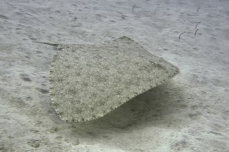 Butterfly ray (Gymnura altavela) swimming above the sandy seabed. Dive site Cueva de las Morenas,