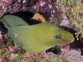 A Green moray (Gymnothorax funebris) looks out of a hiding place. Dive site John Pennekamp Coral