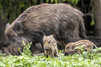 Wild boar (Sus scrofa) with young boar, Eningen pasture in the Swabian Alb. Eningen unter Achalm,