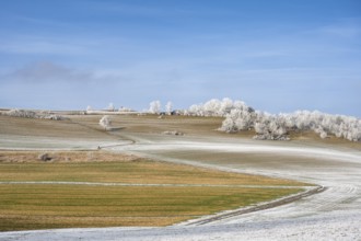 Winter landscape Fields, trees and meadows covered with snow and hoar frost, Hegau, Constance