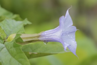 Devil's trumpet (Datura metel), flower, native to Asia