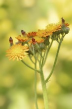 Fox-and-cubs (Hieracium aurantiacum), flowers, North Rhine-Westphalia, Germany, Europe