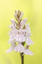 Moorland spotted orchid (Dactylorhiza maculata), North Rhine-Westphalia, Germany, Europe