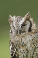 Tropical screech owl or Choliba screech owl (Megascops choliba, Otus choliba), portrait, captive,