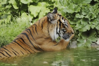 Sumatran tiger (Panthera tigris sumatrae) in water, captive, native to Sumatra, Indonesia, Asia