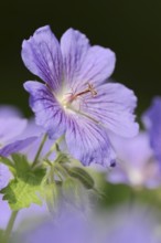 Caucasian cranesbill (Geranium ibericum), garden plant, North Rhine-Westphalia, Germany, Europe