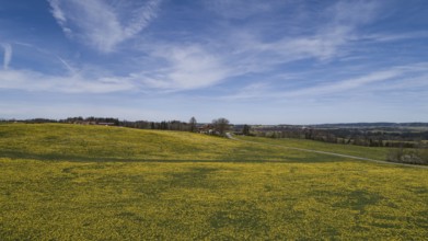 Dandelion meadow in bloom in the Allgäu near Wiggensbach, Bavaria, Germany, Europe