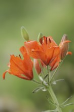 Fire lily (Lilium bulbiferum), flowers, ornamental plant, North Rhine-Westphalia, Germany, Europe