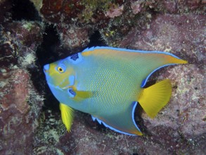 A colourful Marine angelfish, queen angelfish (Holacanthus ciliaris), swims on a rocky reef in the