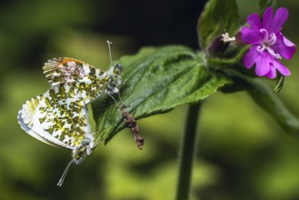 Pair of Orange-tip, Orange Tip, Anthocharis cardamines, butterflies during copulation