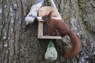 Squirrel (Sciurus) eats nuts at the feeder