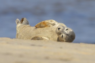 Common seal (Phoca vitulina) juvenile baby pup animal resting on a seaside beach, Norfolk, England,