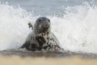 Grey seal (Halichoerus grypus) adult animal resting in the surf of the sea as a wave breaks over