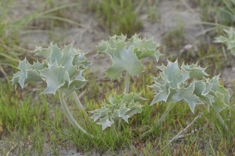 Sea holly (Eryngium maritimum), Camargue, Provence, southern France