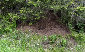 Ant hill in the forest, Bavaria, Germany, Europe