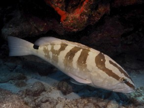 A fish with a striped pattern, Nassau grouper (Epinephelus striatus), hides under a rock on the